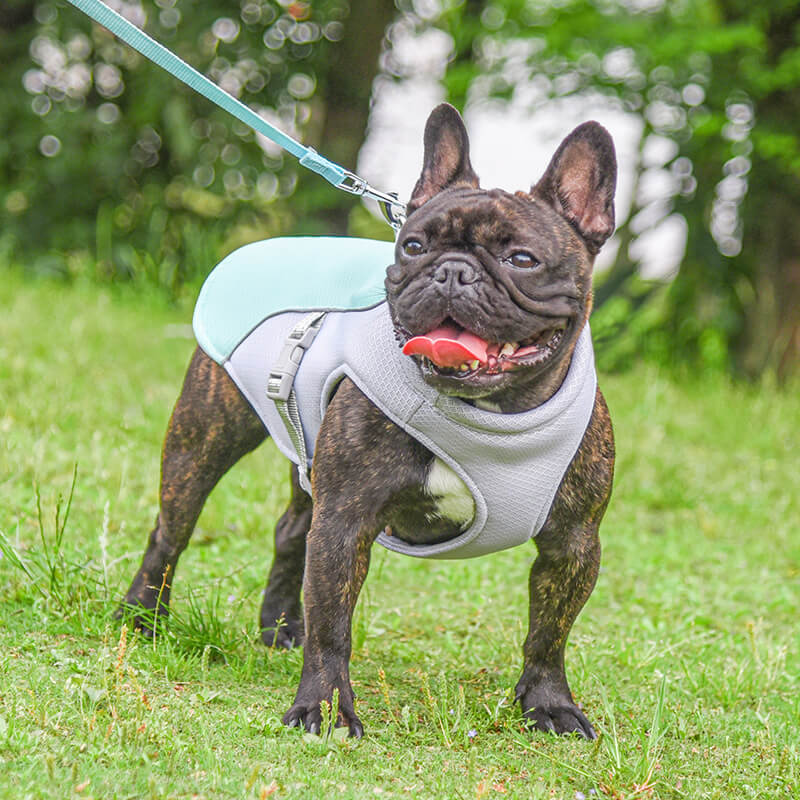 Dog Cooling Vest